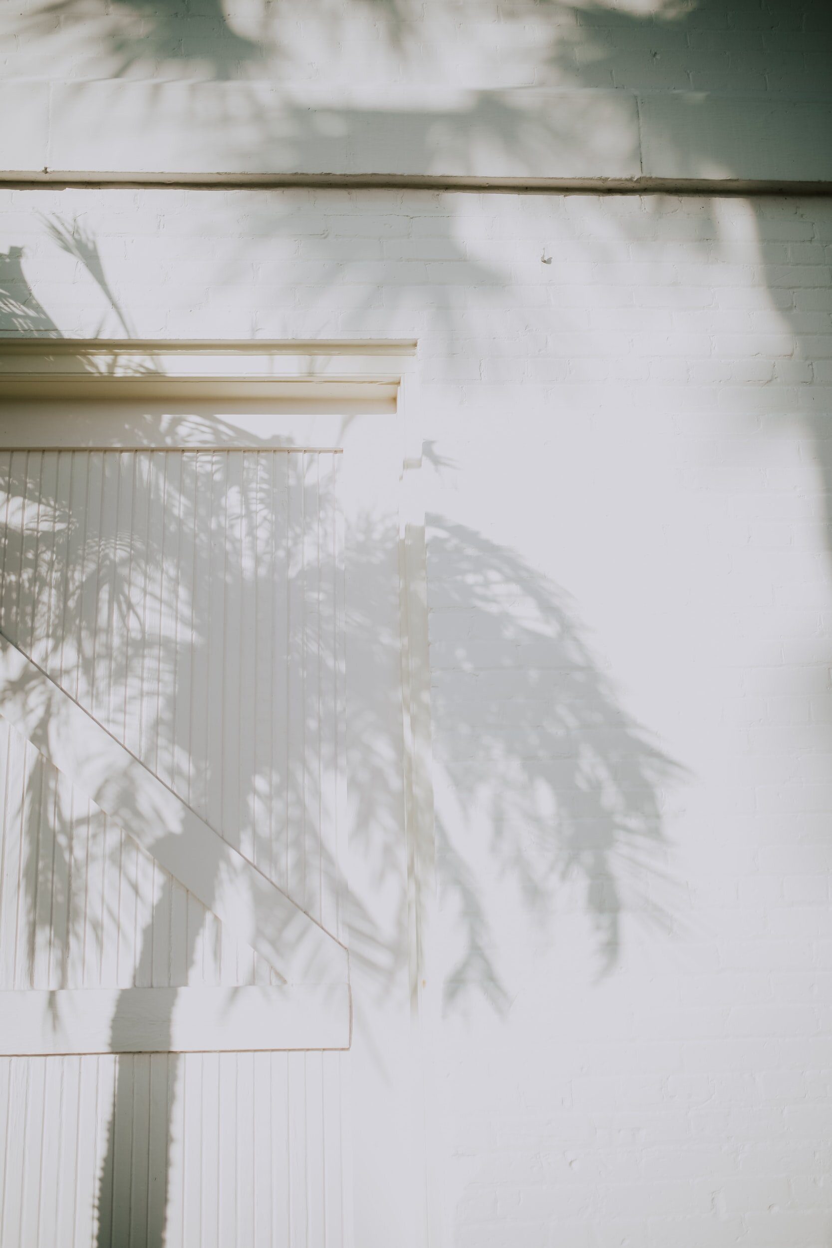 Image of palm tree shadow on white wall